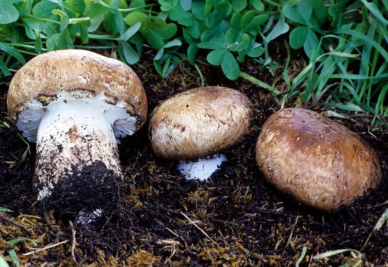 Agaricus lilaceps